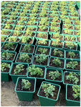 Load image into Gallery viewer, Square Gallon Plastic Flower Pots, Green Planters with Drainage Holes for Indoor Outdoor Gardening, Bulk Supply
