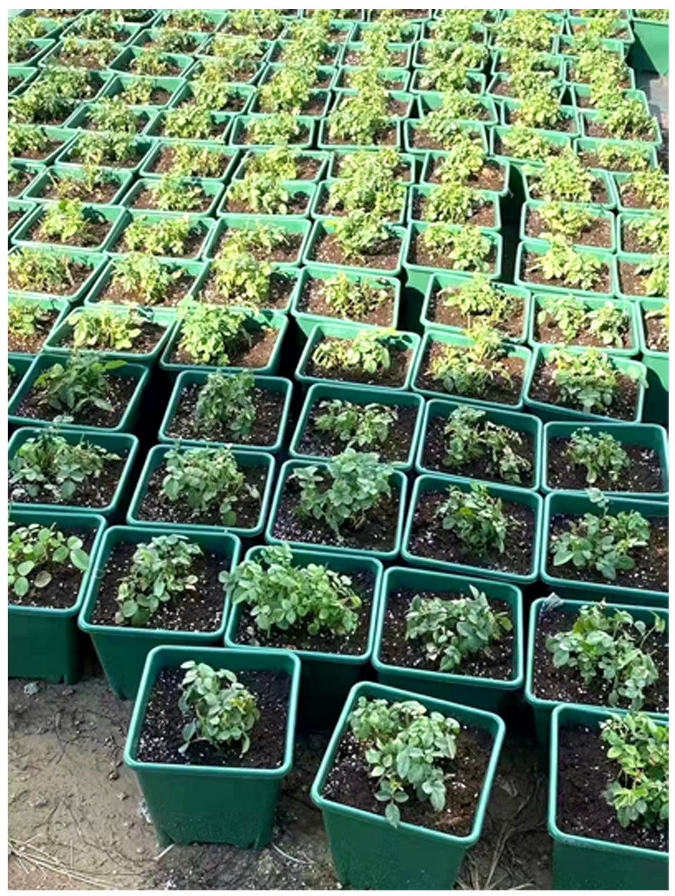 Square Gallon Plastic Flower Pots, Green Planters with Drainage Holes for Indoor Outdoor Gardening, Bulk Supply